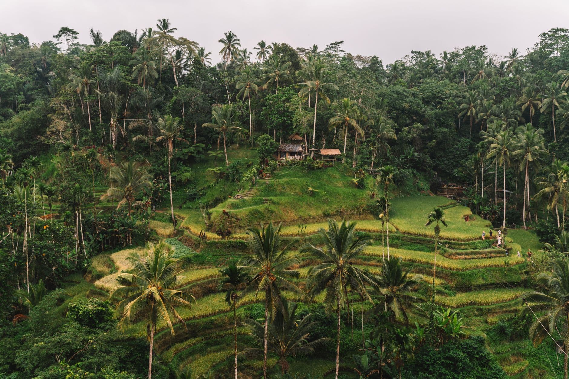 Layered green rice terraces near Ubud, Bali
