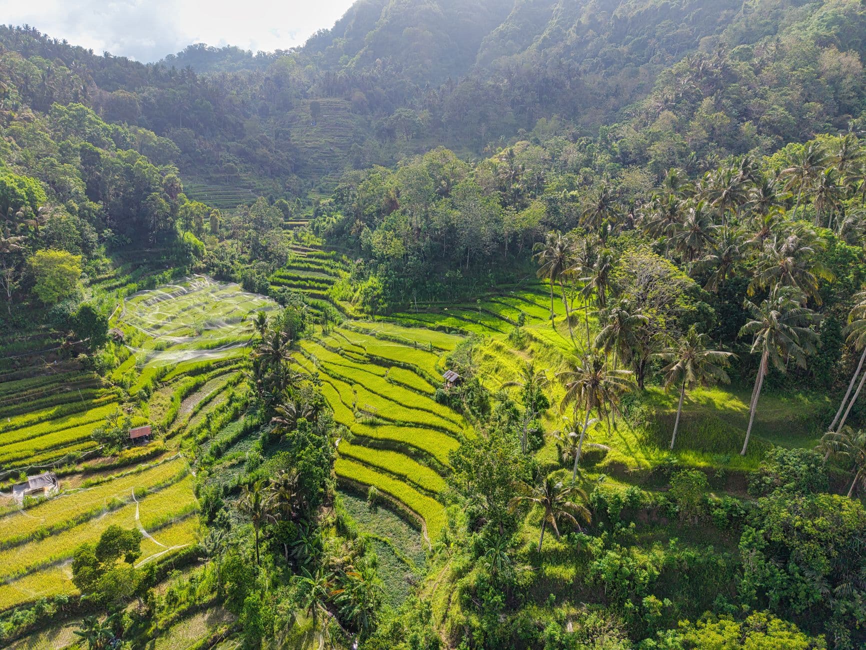 Green rice terraces and palm trees in Bali, Indonesia