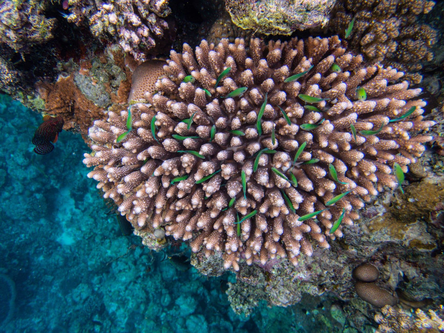 A coral reef, representative imagery for Fiji's Coral Coast